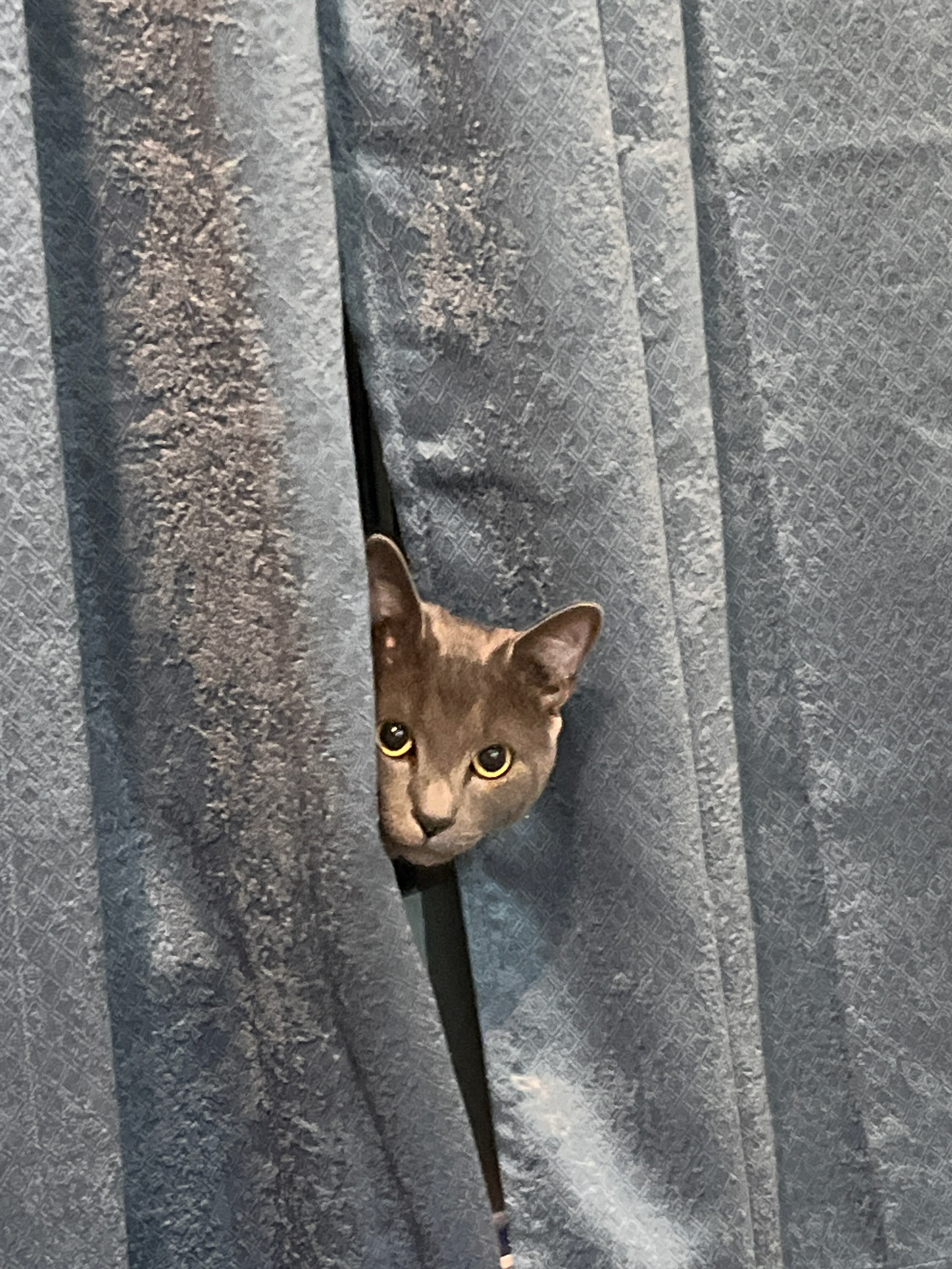 Curious Cat Peeking