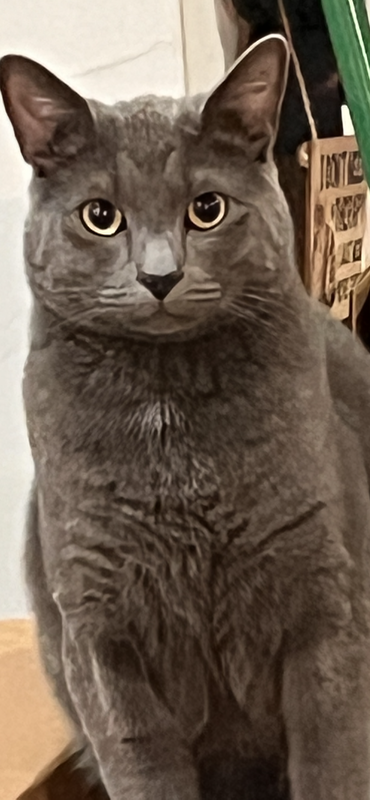 Lucky - Blue Russian Cat